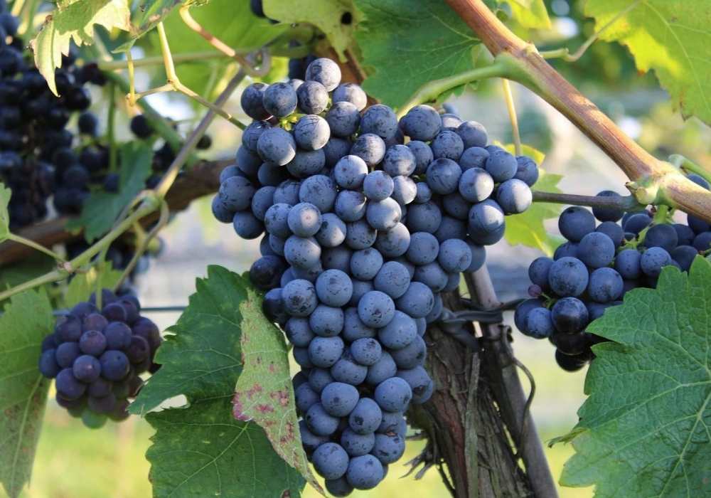 agromarketing pro vinaře, sadaře, pěstitele